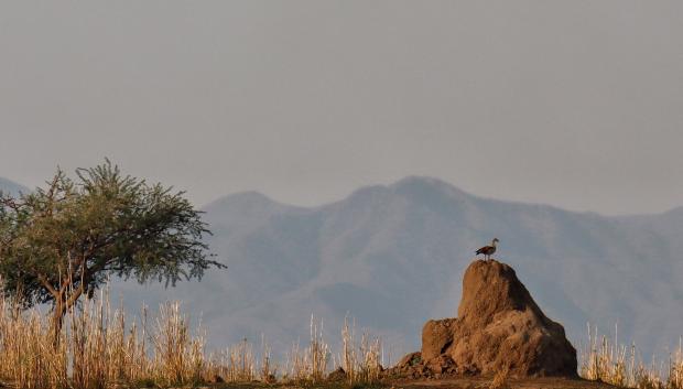 Ave solitaria en la ribera del Zambeze