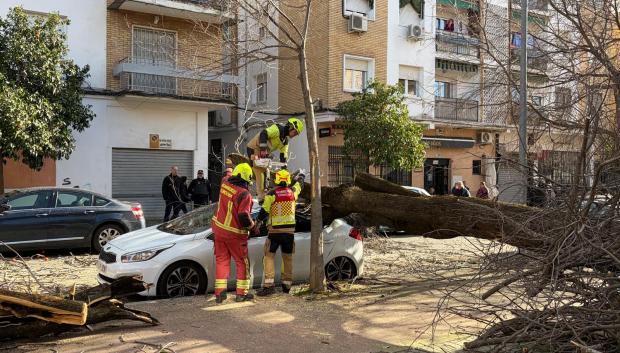 Árbol derribado en la calle Escritor Torquemada