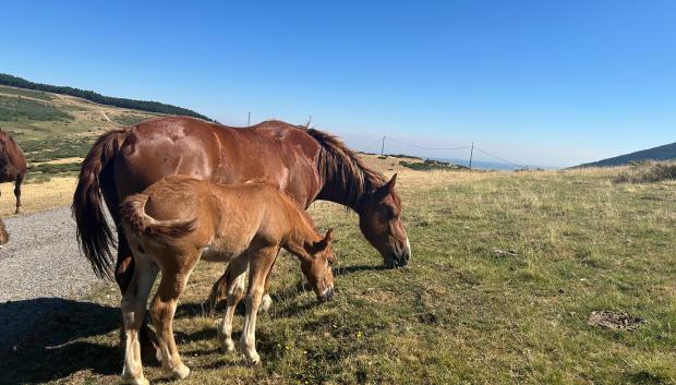 Caballos desbrozando el monte en Madrid