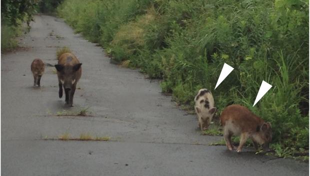 Fotografía de presuntos híbridos (dcha) entre cerdo doméstico y jabalí, tomada en la zona de evacuación de Fukushima (Japón) en 2017