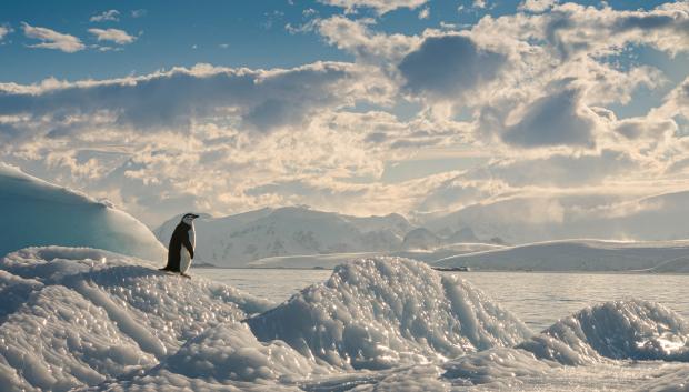 Solitario pingüino barbijo mirando al mar