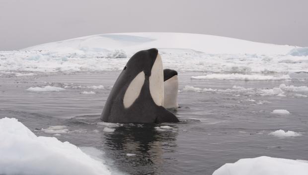 Dos orcas oteando posibles presas en el hielo