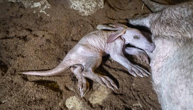 Imagen de la cría nacida en Bioparc Valencia