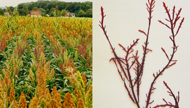 Imagen de un cultivo de sorgo y del alga roja Gelidiun corneum