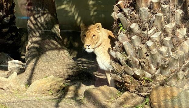 La leona Aissa, en el Zoo de Córdoba