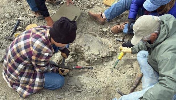 Touren Pope, de 11 años, colabora en la excavación del fósil