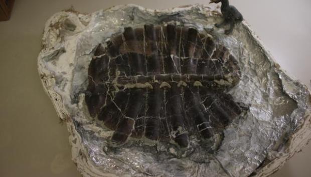 Interior de la concha desde su traslado al museo y su preparación