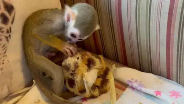 Richter, el pequeño mono del Zoo de Santillana del Mar junto a su peluche