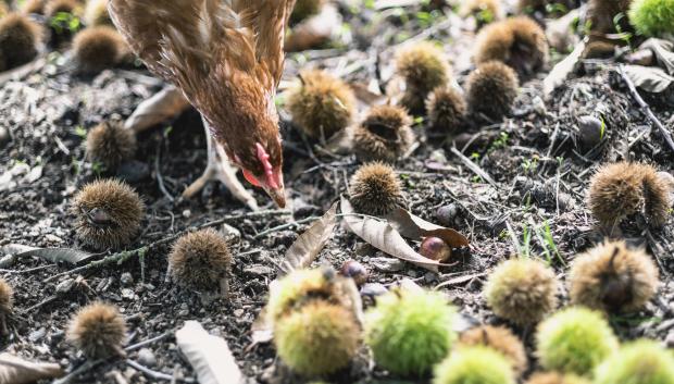 Una gallina de Pazo de Vilane