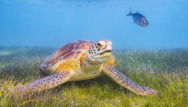 Tortuga en la bahía de Akumal