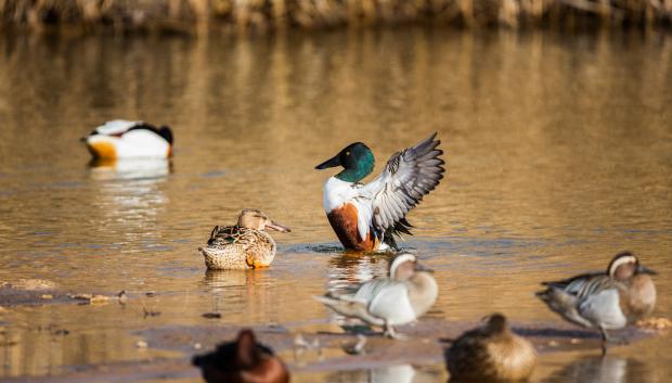 Patos en Las Tablas de Daimiel