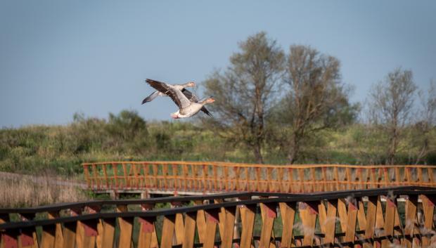 Gansos en las Tablas de Daimiel
