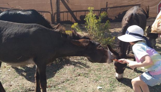 El contacto con los animales es la esencia de Burrolandia