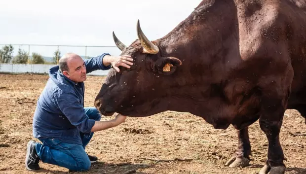 Bueyes de El Capricho