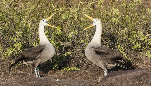 Pareja de albatros en pleno cortejo