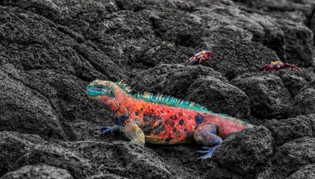 La singular iguana de Navidad de Isla Española