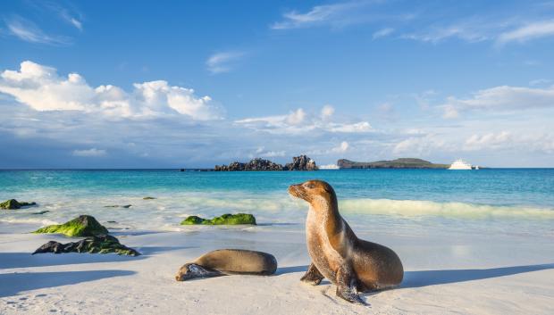 León marino en la playa de Isla Española