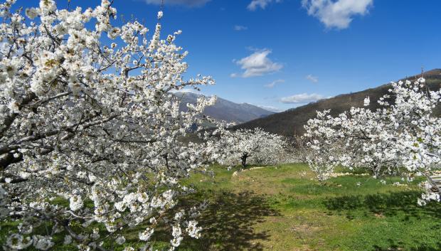 Safari al Cerezo en Flor