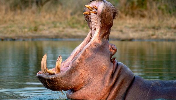 Fotografía sin fecha específica de toma cedida por el Ministerio de Ambiente y Desarrollo Sostenible de Colombia de un hipopótamo en una zona rural de Colombia. El Gobierno de Colombia anunció un plan que incluye la eutanasia a por lo menos 80 hipopótamos durante el segundo semestre de este año, para evitar su reproducción. EFE/ Ministerio de Ambiente y Desarrollo Sostenible de Colombia /SOLO USO EDITORIAL/NO VENTAS/ SOLO DISPONIBLE PARA ILUSTRAR LA NOTICIA QUE ACOMPAÑA (CRÉDITO OBLIGATORIO)