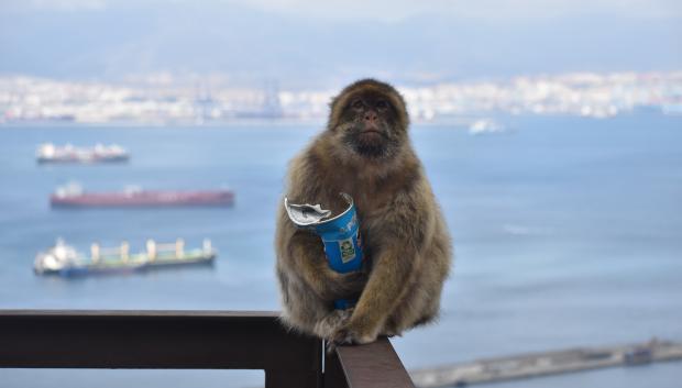 Imagen de un mono de Gibraltar