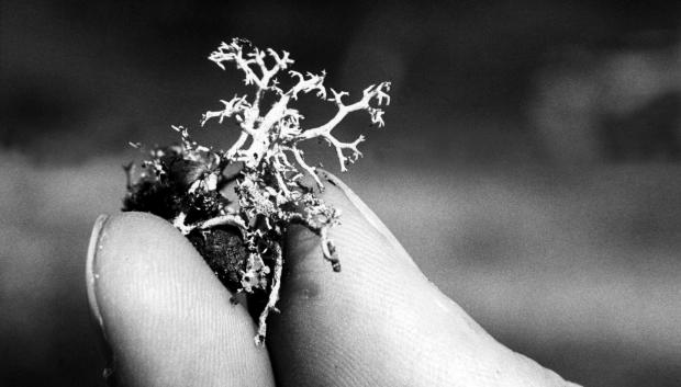 Muestra de musgo atrofiado, consecuencia de la radiación del reactor nuclear