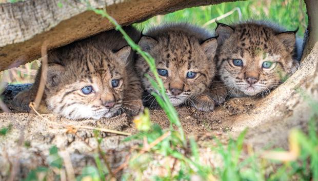 La temporada de cría del lince ibérico en 2026 finaliza con 31 nuevos cachorros
