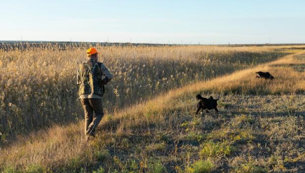 Un cazador pasea con sus perros en busca de rastros