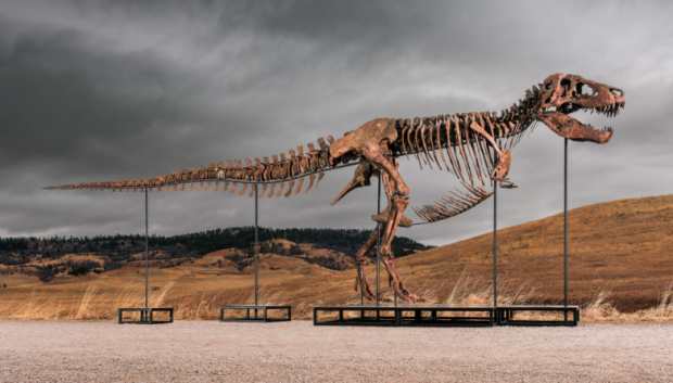 Ejemplar de T. rex subastado