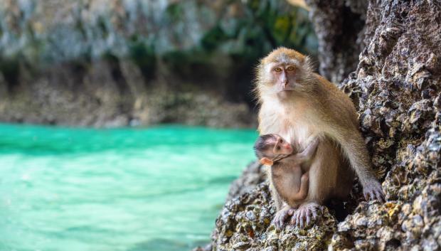 Mono y su bebé en Monkey Beach, Koh Phi Phi Island (Tailandia)