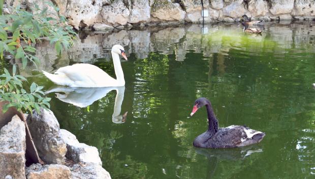 Zoo de Aves en Herrera de Pisuerga (Palencia)
