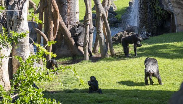 Imagen de los chimpancés descubriendo las cajas puzzle en Bioparc Valencia