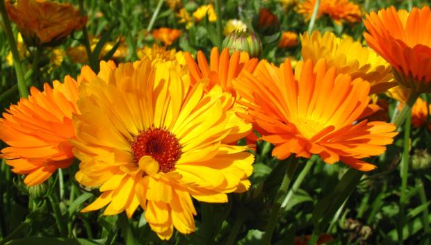 Calendula officinalis