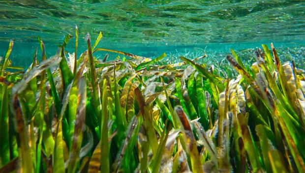 Las praderas de posidonia son también Patrimonio de la Humanidad.