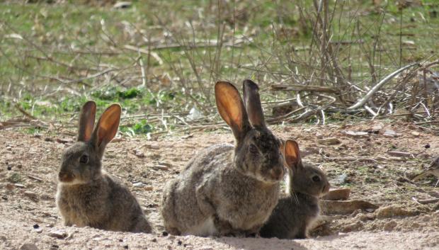 Conejos en el campo