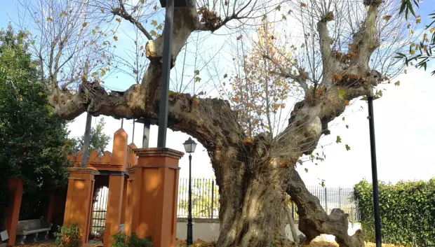 Uno de los árboles de la leyenda