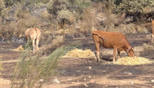 La Comunidad de Madrid reparte forraje entre las explotaciones ganaderas afectadas por los incendios de la Sierra Oeste