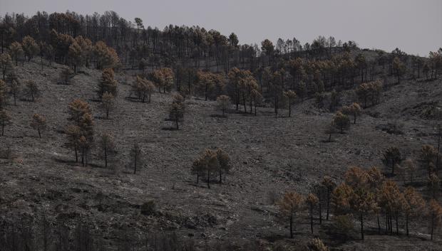 (Foto de ARCHIVO)
Terreno quemado en el incendio forestal, a 22 de julio de 2026, en Guadalajara
