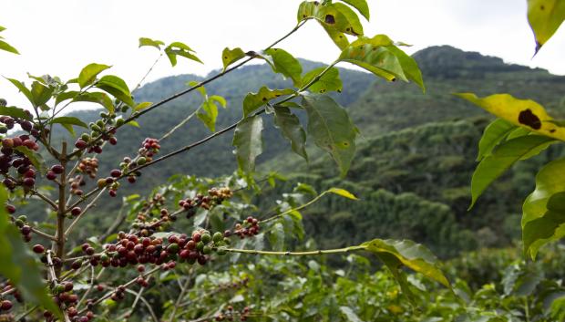 Planta de café en El Salvador