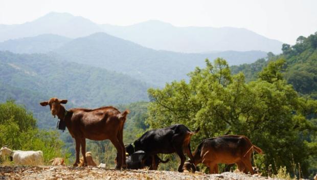 Los animales están entrenados para regresar con su pastor cada vez que active un sonido en el dispositivo