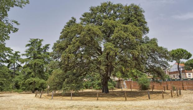 Encina de los jardines de la Quinta de Torre Arias