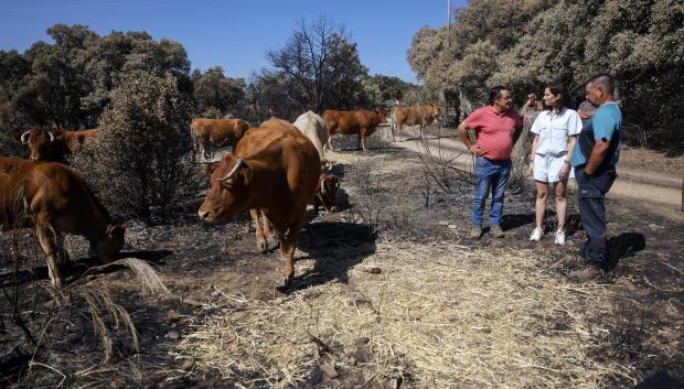 La presidenta de la Comunidad de Madrid, Isabel Díaz Ayuso, visita las zonas afectadas por los incendios de la Sierra Oeste