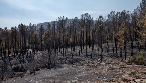 (Foto de ARCHIVO)
Terreno quemado por el incendio forestal, a 23 de julio de 2026, en La Mierla