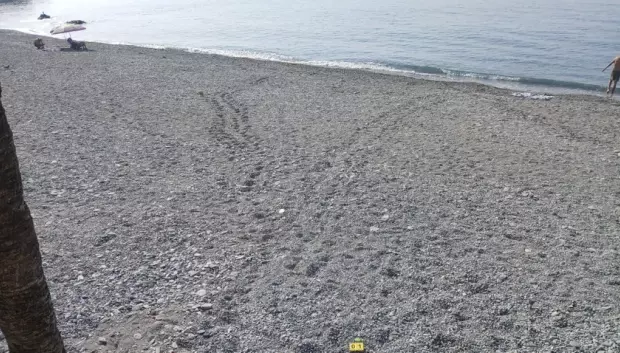 El recorrido que hizo la tortuga