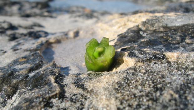 Plantícula de posidonia
