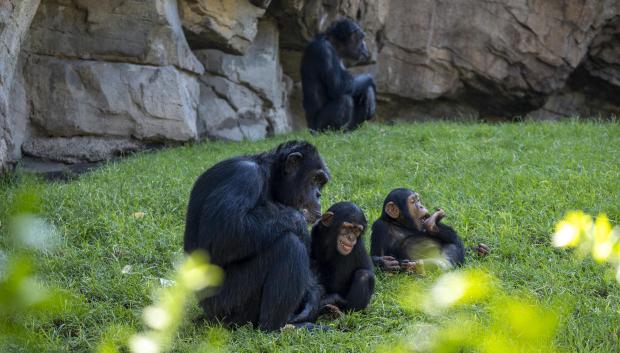 Imagen de unos primates en Bioparc