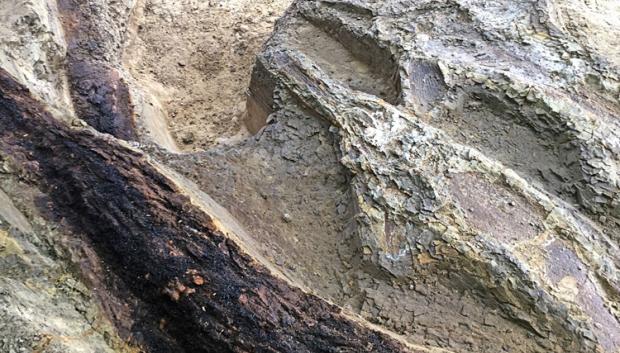 Cadáveres de peces y dos troncos arrastrados entre sí por el seiche creado por las ondas sísmicas del impacto del meteorito