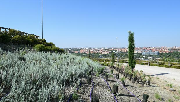 Zona del cerro mirador cubierta por plantas aromáticas y especies autóctonas