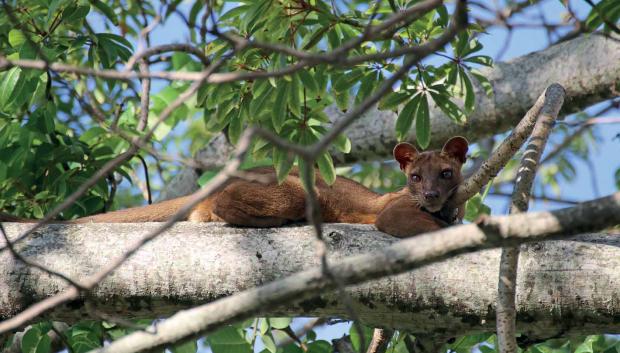 Las fosas son el mayor depredador autóctono de Madagascar