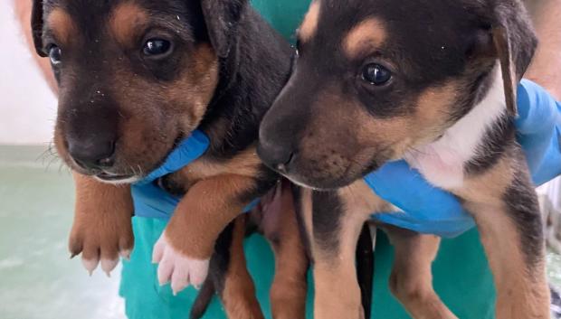 Perros acogidos por Sadeco