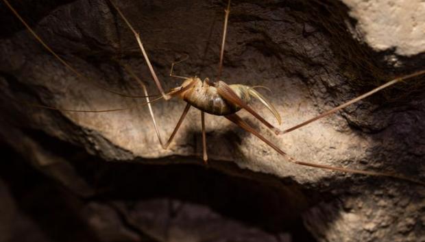 Grillo de la especie Dolichopoda  balrogi descubierto en Grecia